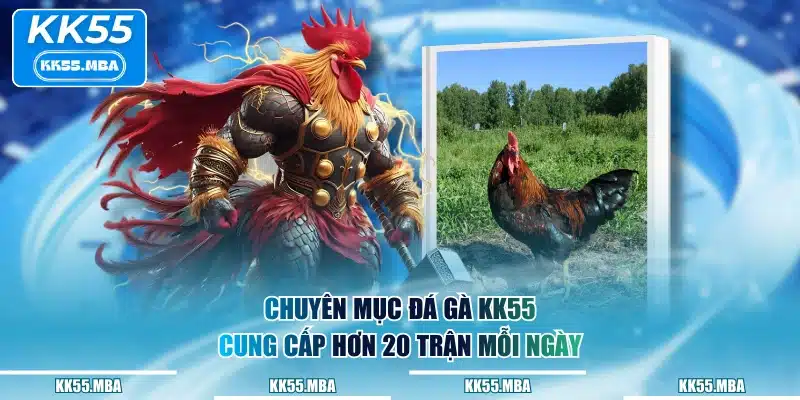 Chuyên mục đá gà KK55 cung cấp hơn 200 trận mỗi ngày